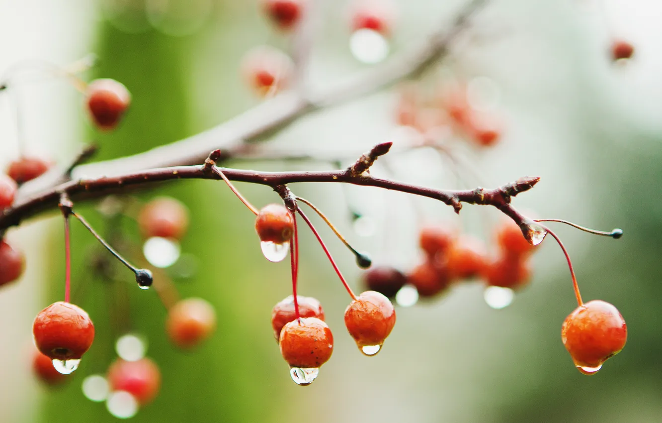 Фото обои мокро, макро, ягоды, дождь, ветка, вишни