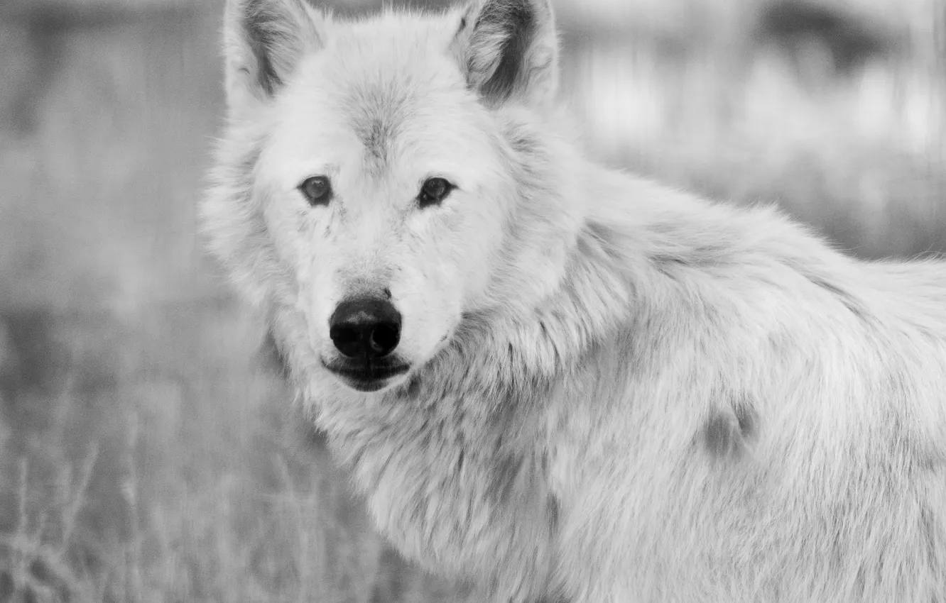 Фото обои nature, snow, predator, face, animal, wolf, wolves, wildlife