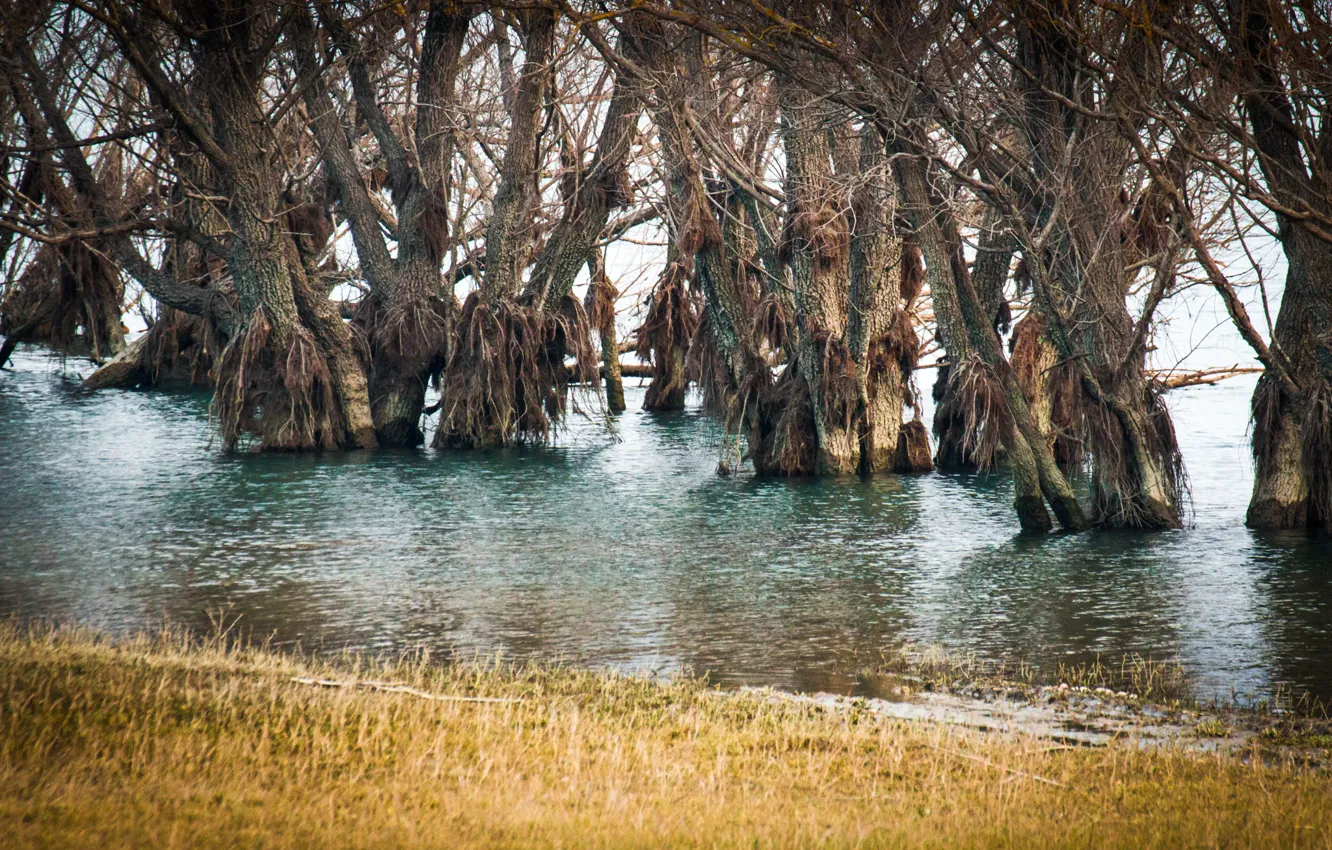 Фото обои вода, деревья, весна, половодье