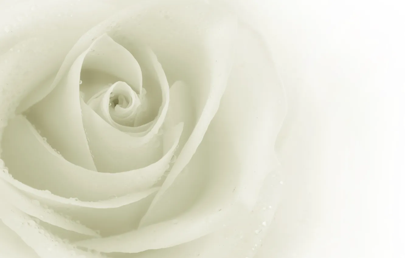 Фото обои цветок, роза, белая