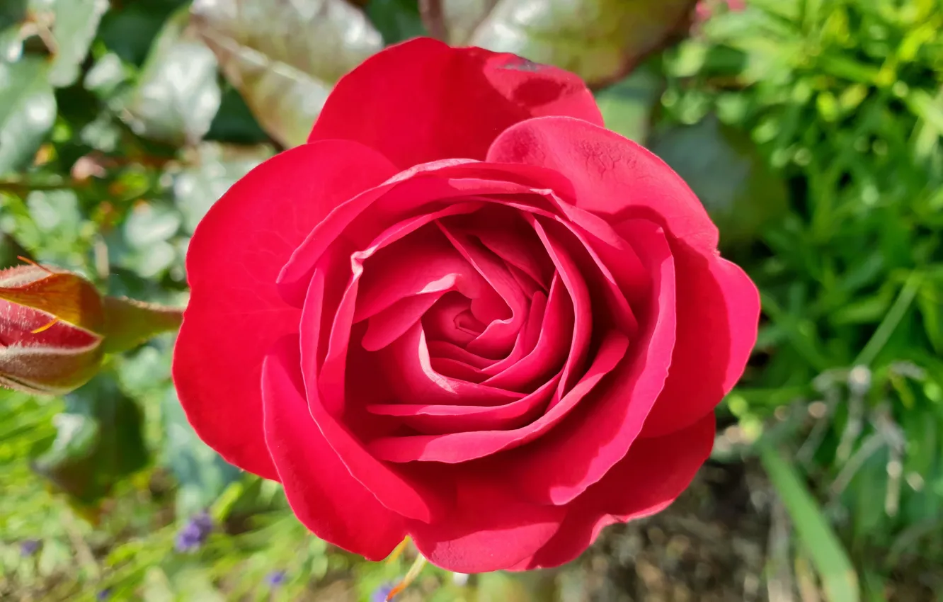 Фото обои макро, розовая, роза, сад, яркая