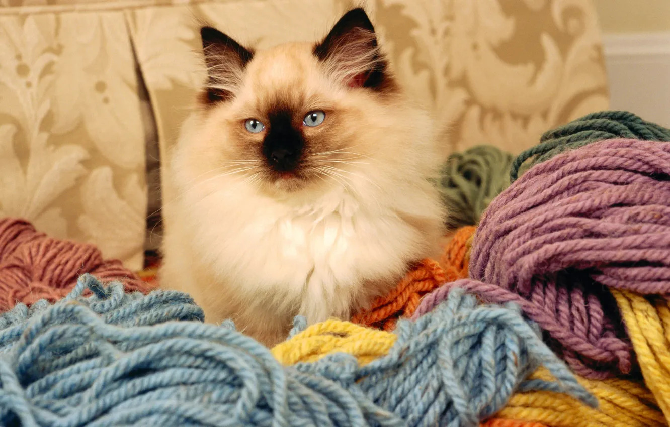 Фото обои кот, цвета, нитки, порода, вязание, бирманская кошка
