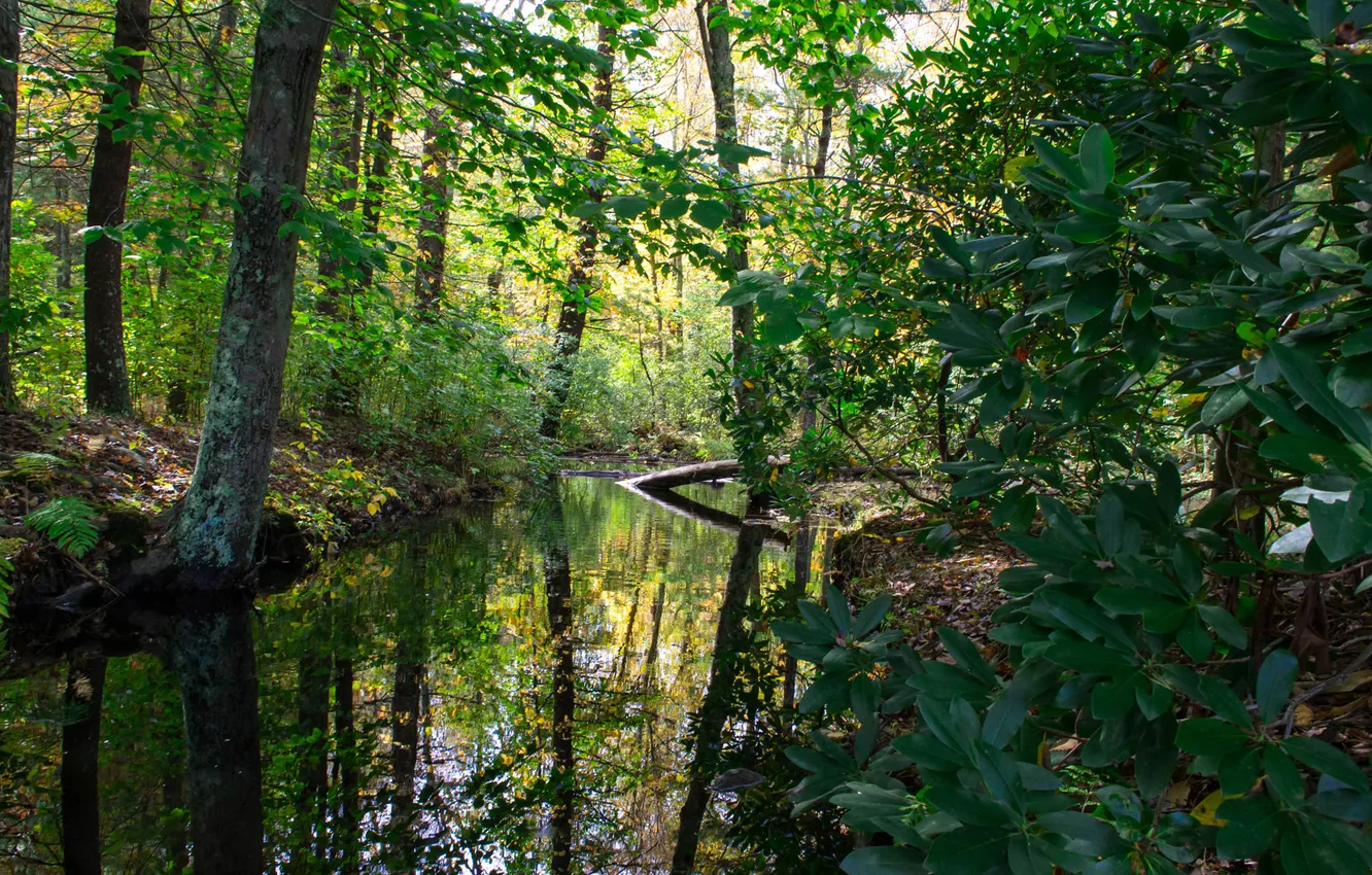 Фото обои лес, листья, вода, деревья, ручей, речка