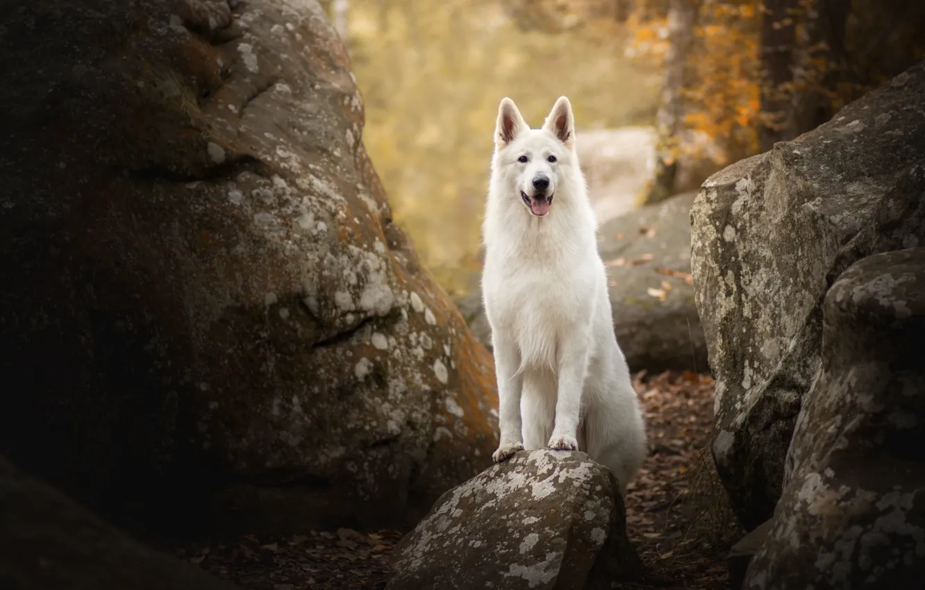 Фото обои камни, собака, Белая швейцарская овчарка