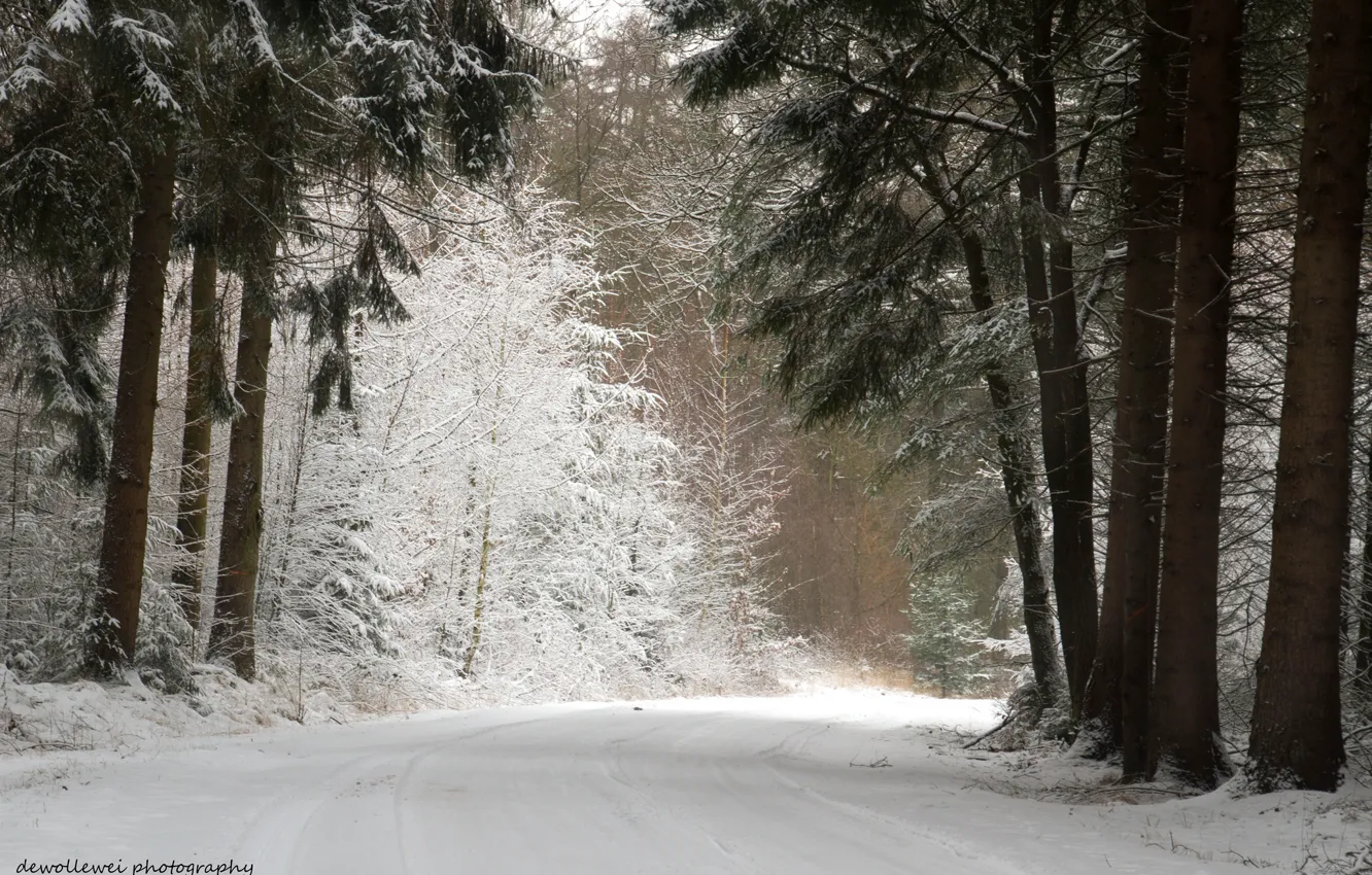 Фото обои зима, дорога, лес, снег, сосны, Dewollewei