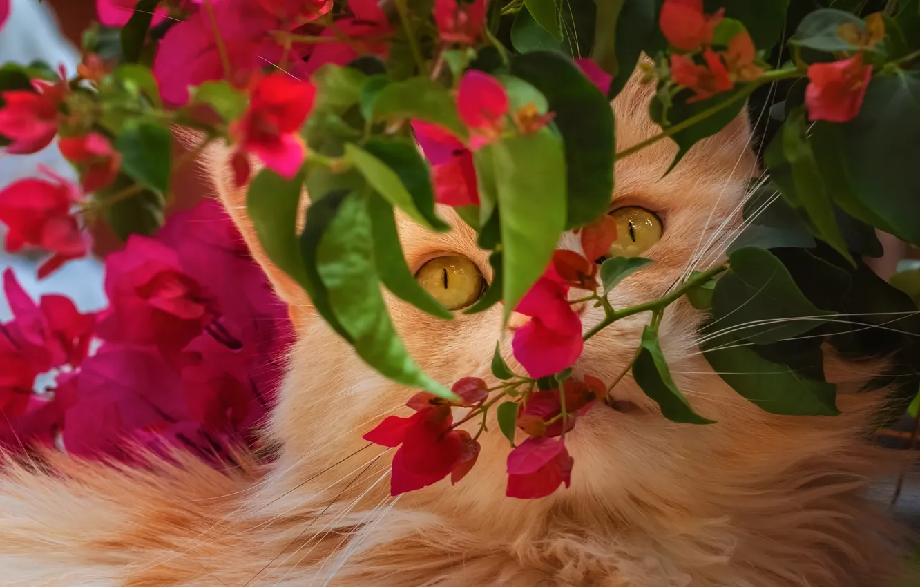 Фото обои кошка, взгляд, морда, листья, цветы, ветки, сад, рыжая