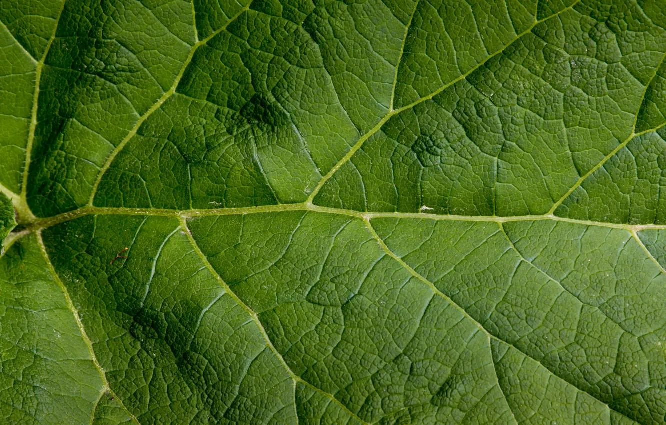 Фото обои green, pattern, leaf, large