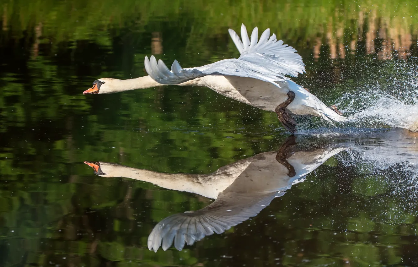 Фото обои белый, вода, брызги, поза, отражение, птица, крылья, лебедь