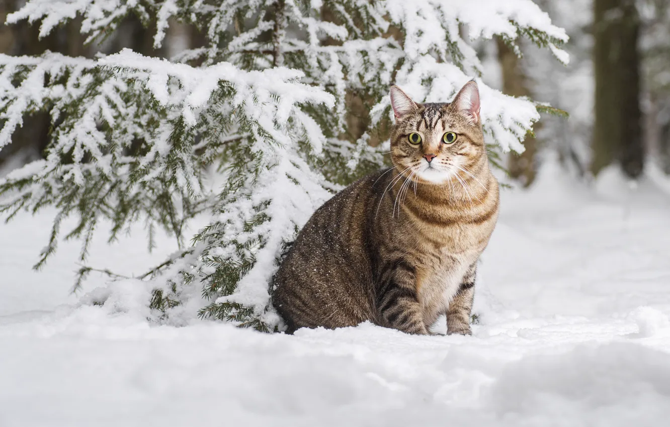 Фото обои зима, кошка, кот, снег, котейка, Максим Вышарь