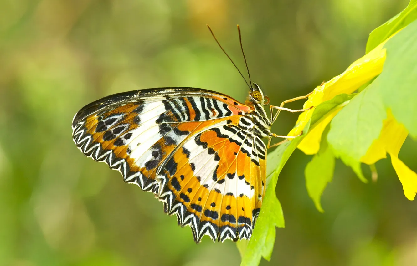 Фото обои листья, природа, бабочка, крылья, насекомое