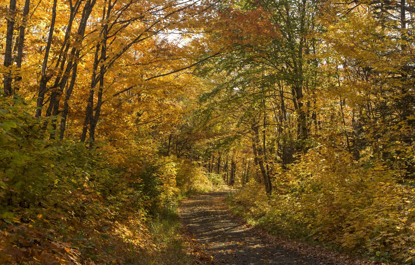 Фото обои осень, лес, листья, деревья, путь, тени, солнечный свет