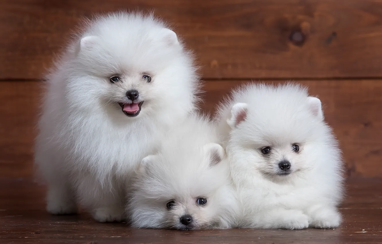 Фото обои белый, милый, щенок, трио, шпиц