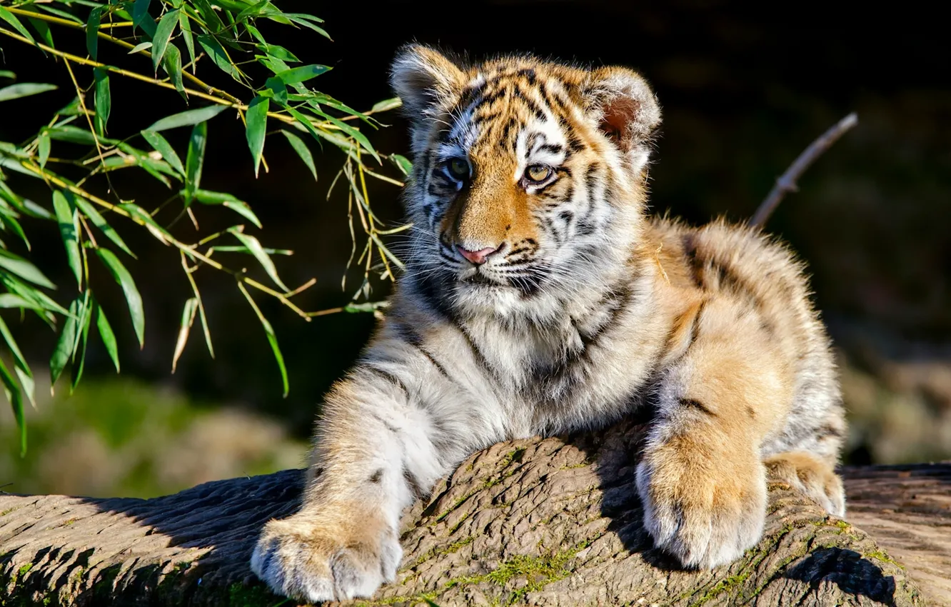 Фото обои ветки, тигр, детёныш, котёнок, Амурский тигр, тигрёнок