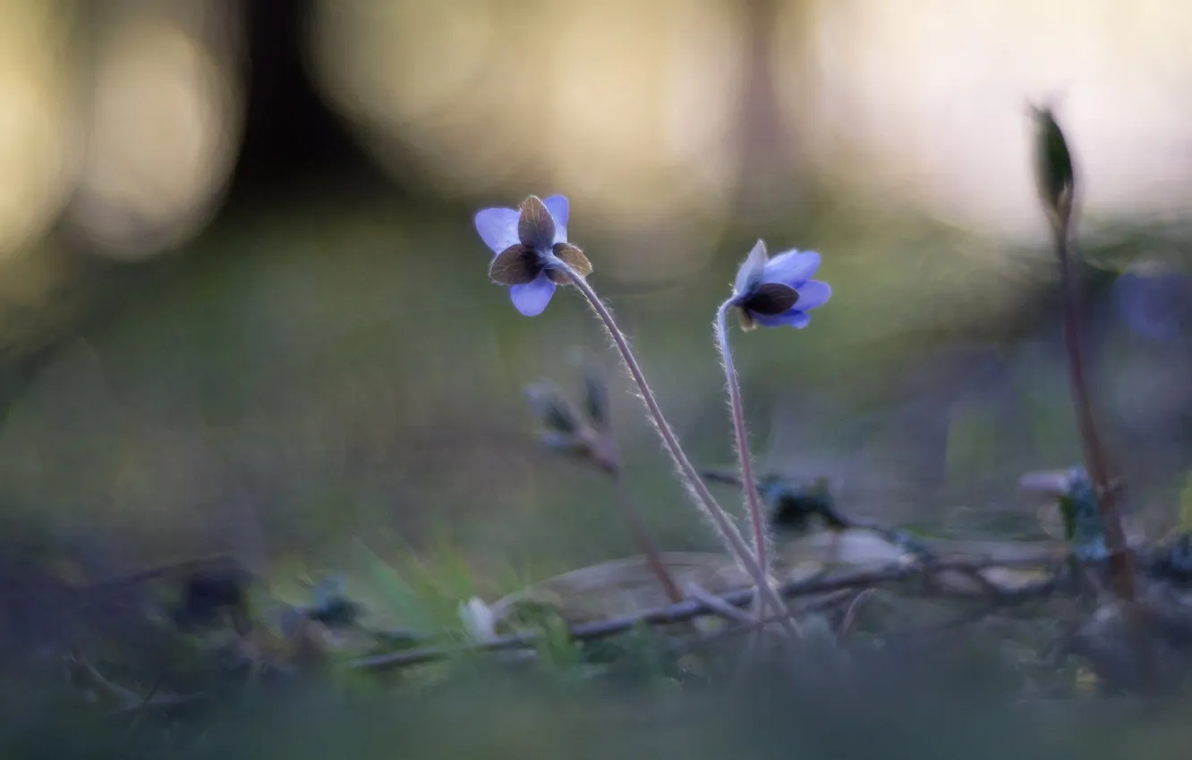 Фото обои цветы, природа, Hepatica