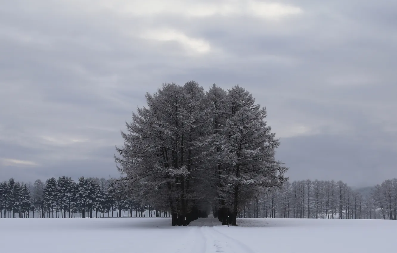 Фото обои лес, небо, снег, деревья, тучи, поляна, Зима, серое