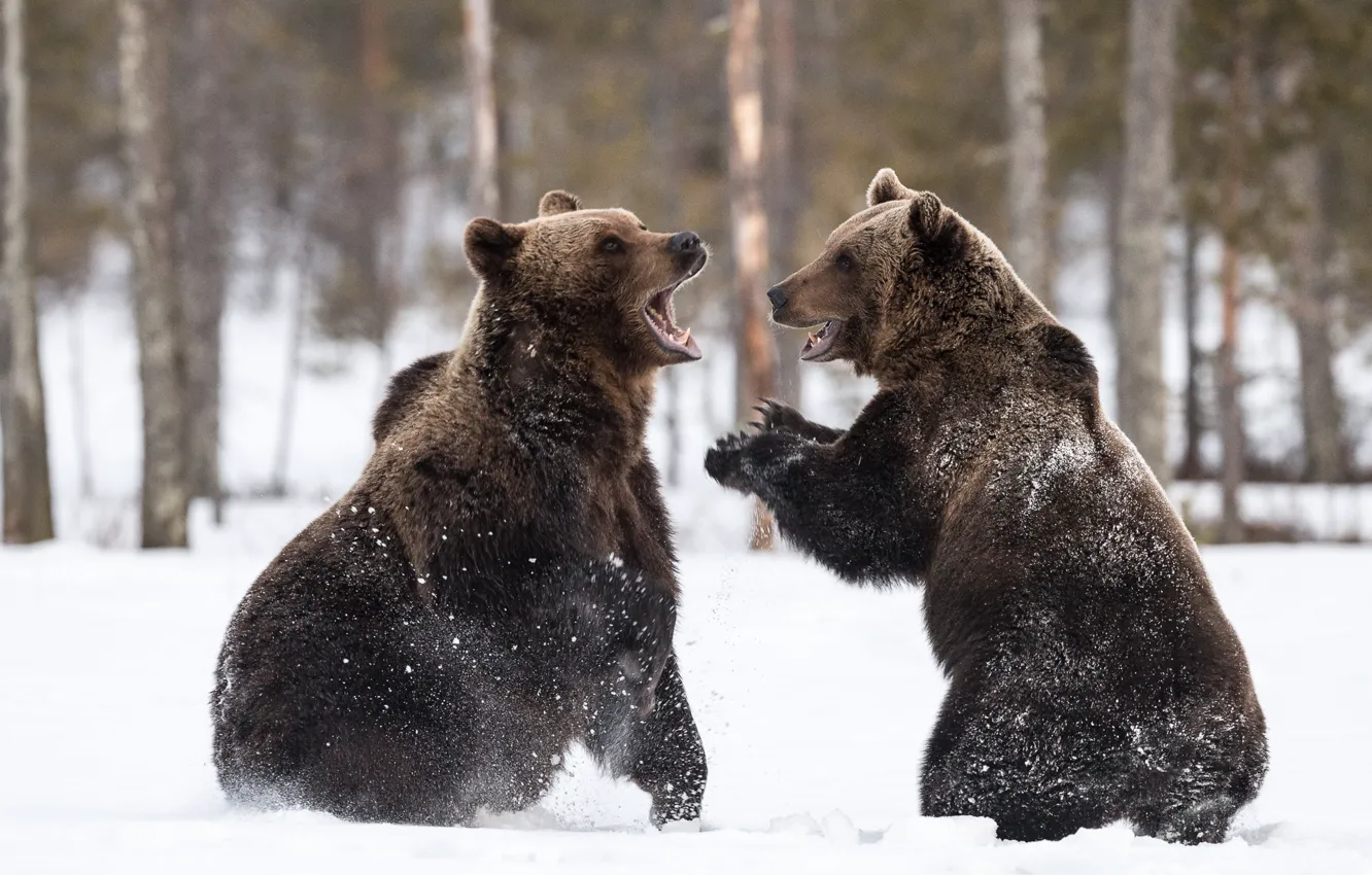 Фото обои bear, snow, playing