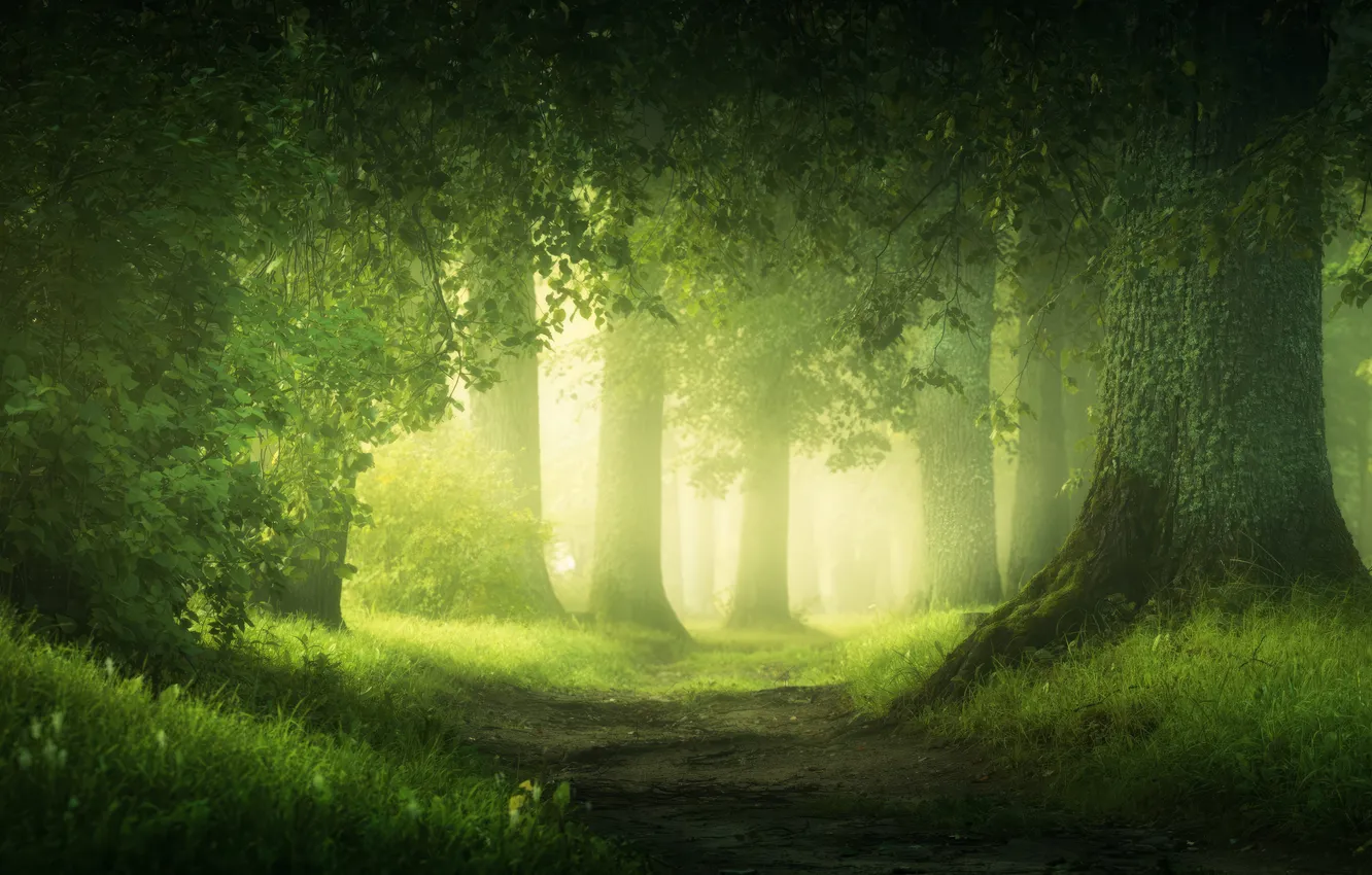 Фото обои green, dirt, grass, forest, trees, landscape, nature, leaves