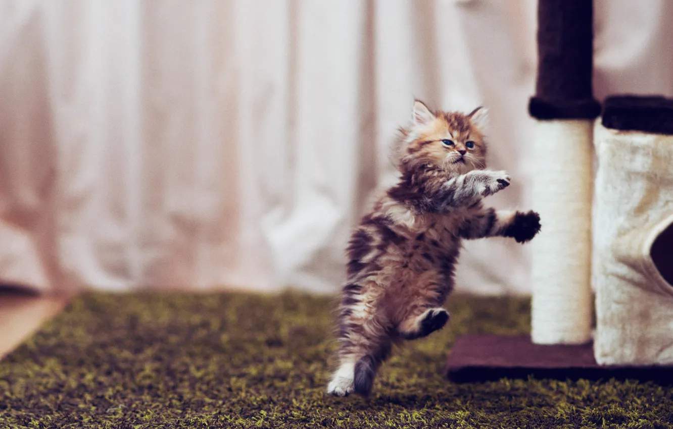 Фото обои котенок, прыжок, Daisy, © Ben Torode