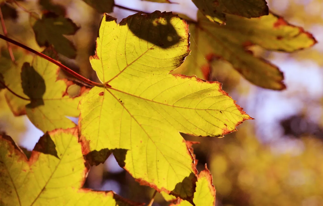 Фото обои autumn, leaf, fall