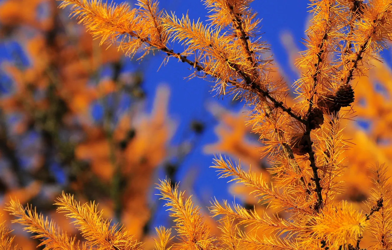 Фото обои осень, лес, небо, иголки, ветка, шишки