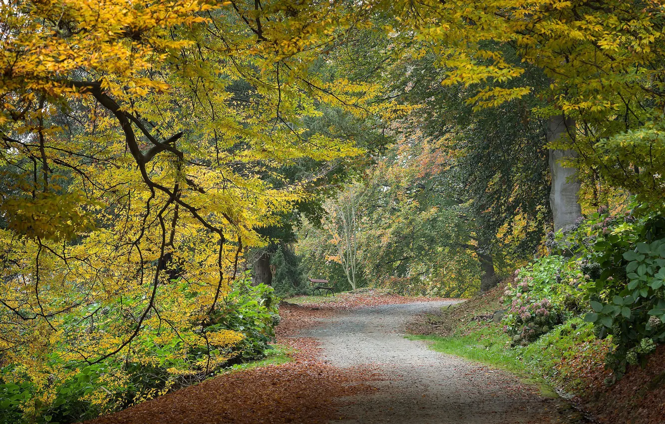 Фото обои дорога, осень, парк, листва, скамья