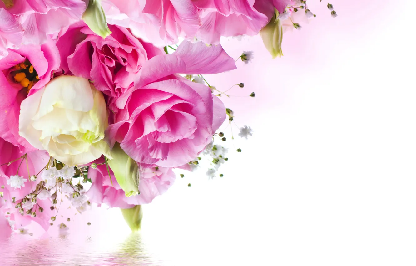 Фото обои вода, цветы, розы, нежные, розовые, rose, water, beautiful