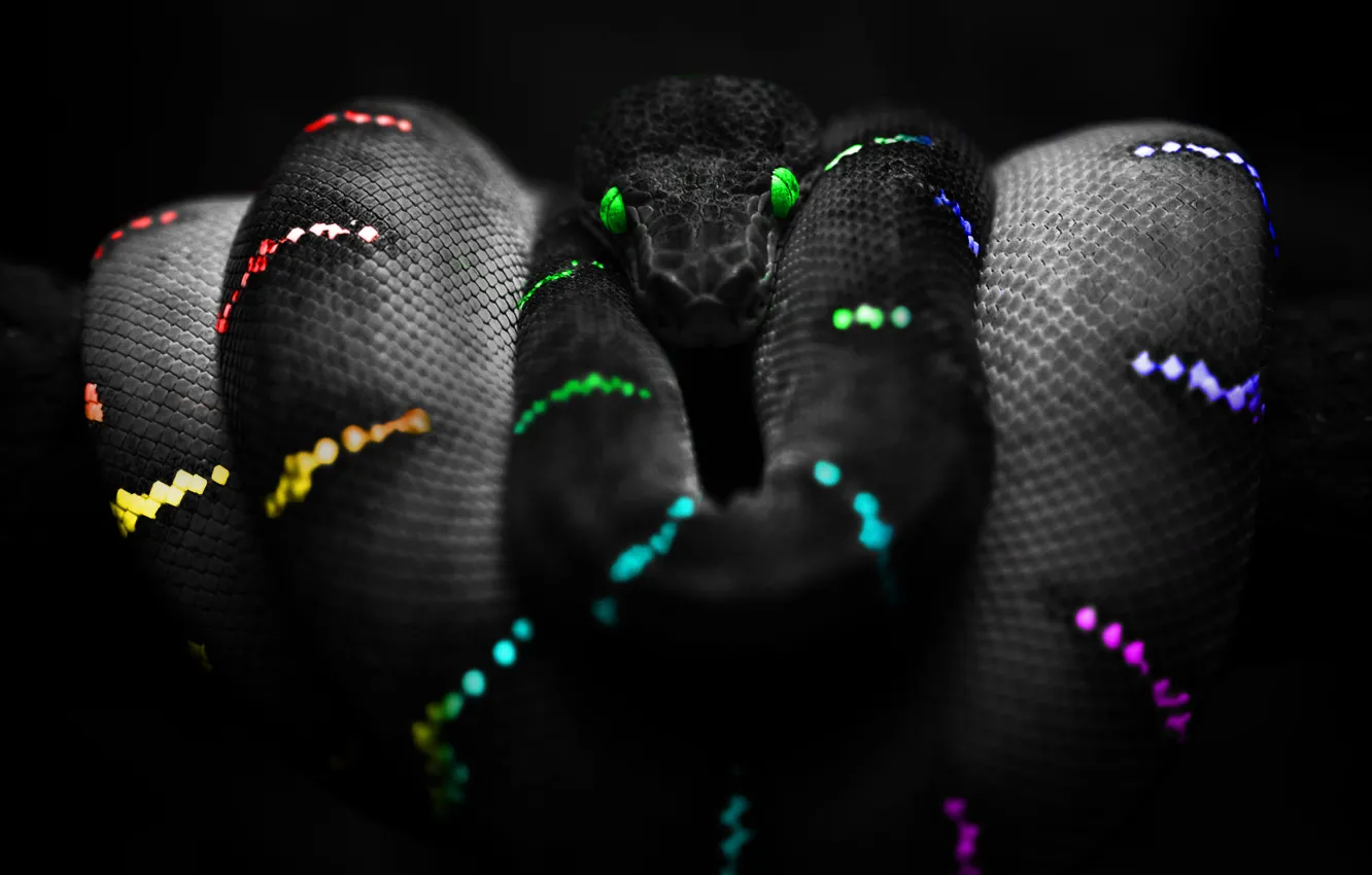 Фото обои Змея, Цвета, Snake Colours, Snake