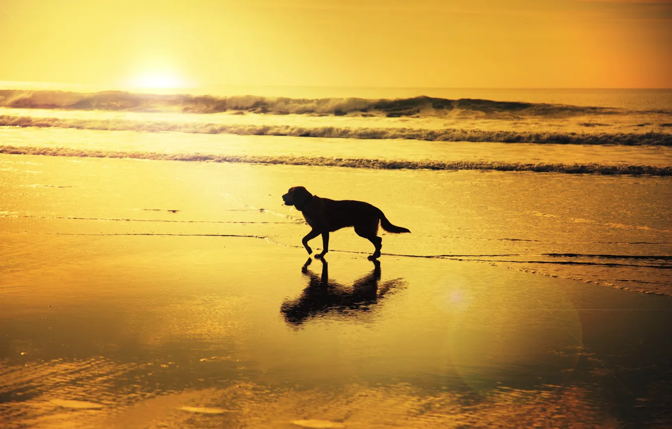 Фото обои волны, пляж, отражение, восход, тень, собака, зеркало, солнечный