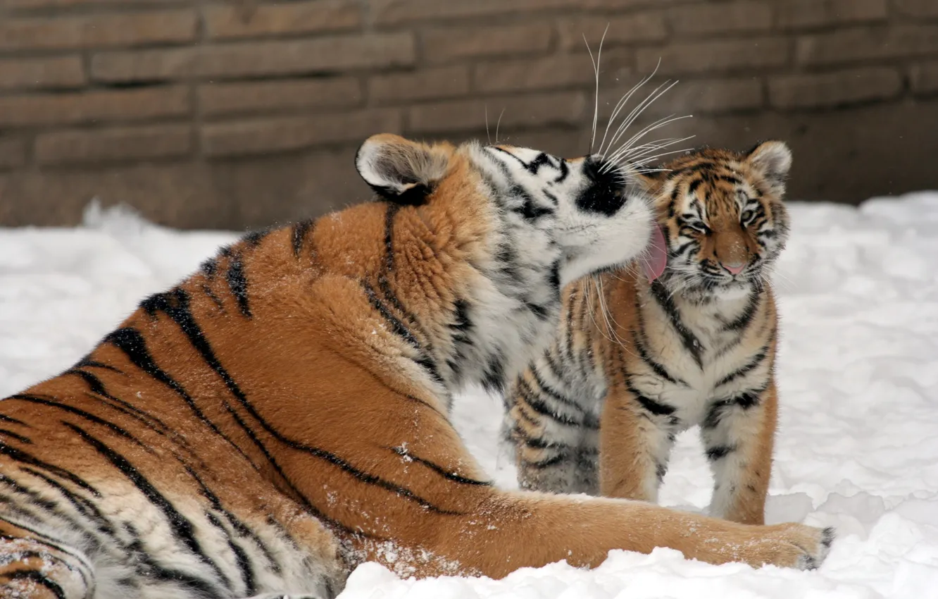 Фото обои кошка, снег, любовь, тигр, поцелуй, семья, котёнок, тигрица