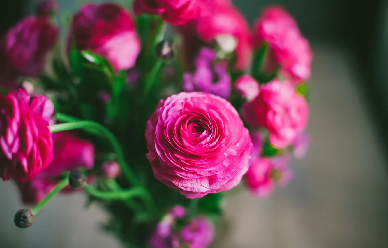 Фото обои цветы, букет, розовые, лютики, ранункулюс, азиатский лютик