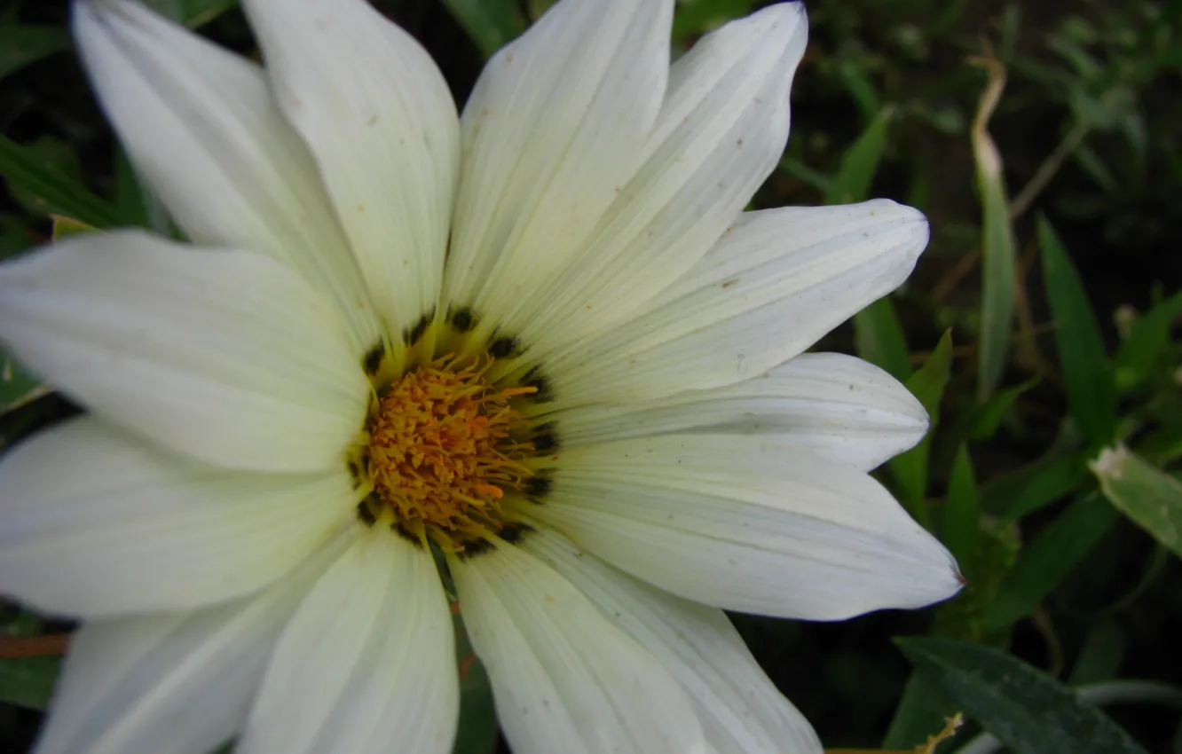 Фото обои flower, picture, whit, bagh