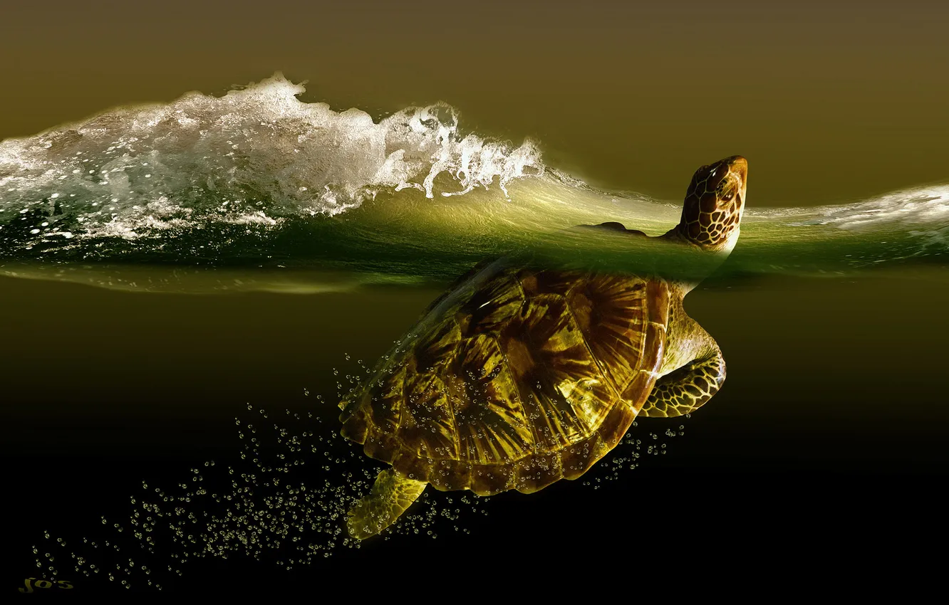 Фото обои море, волна, черепаха