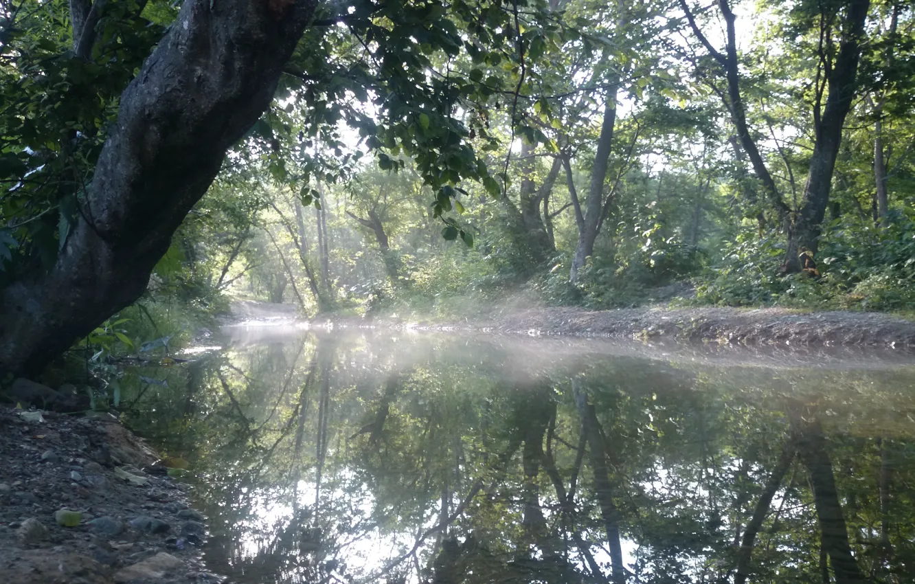 Фото обои лес, ручей, утро, Сахалин