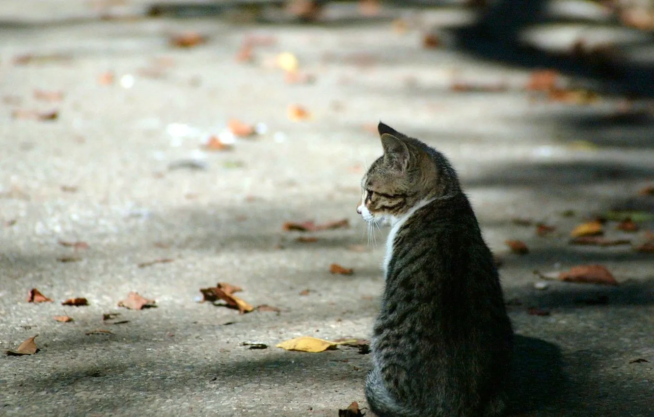 Фото обои осень, асфальт, котенок, Листья