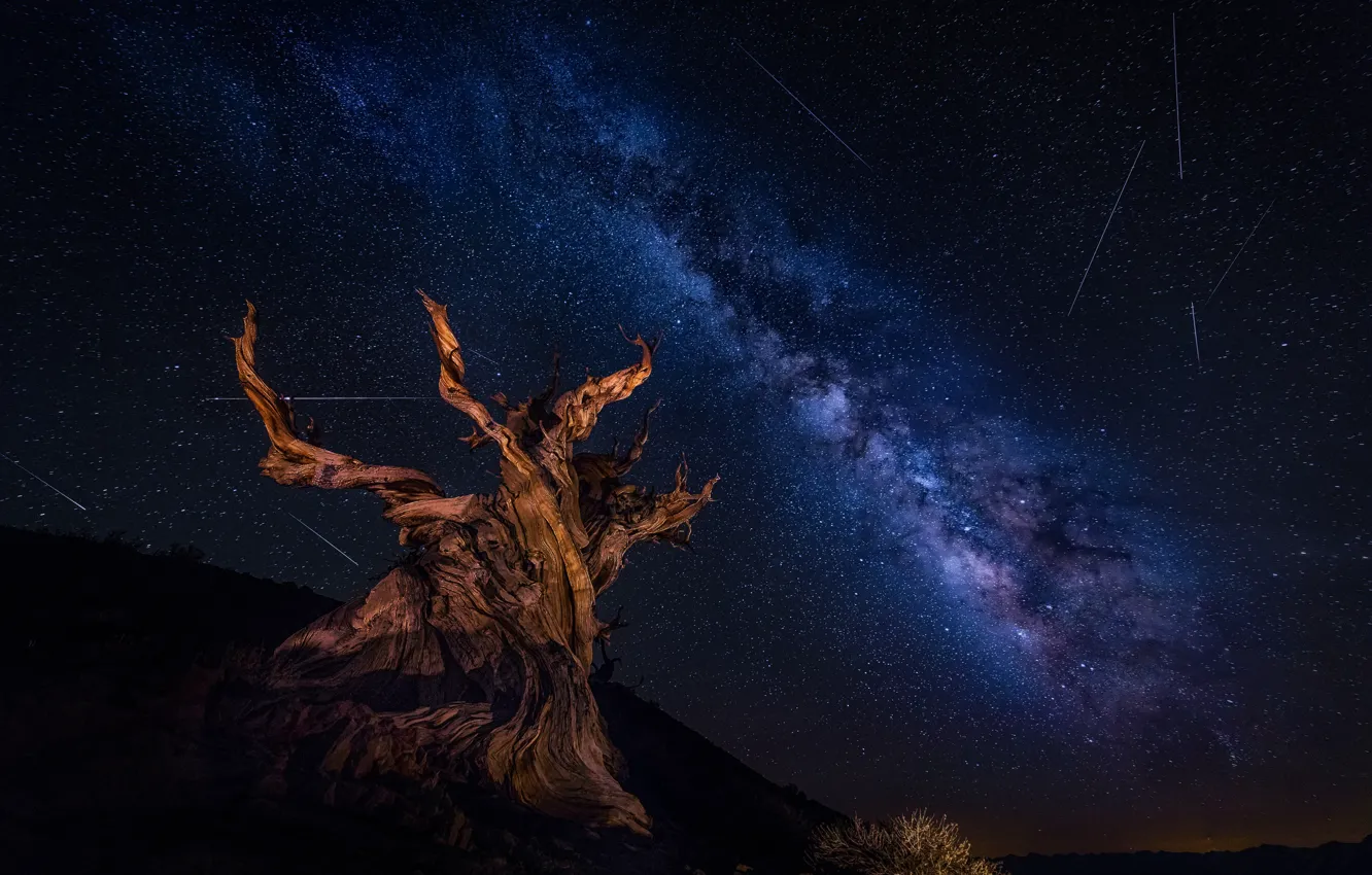 Фото обои небо, звезды, ночь, дерево