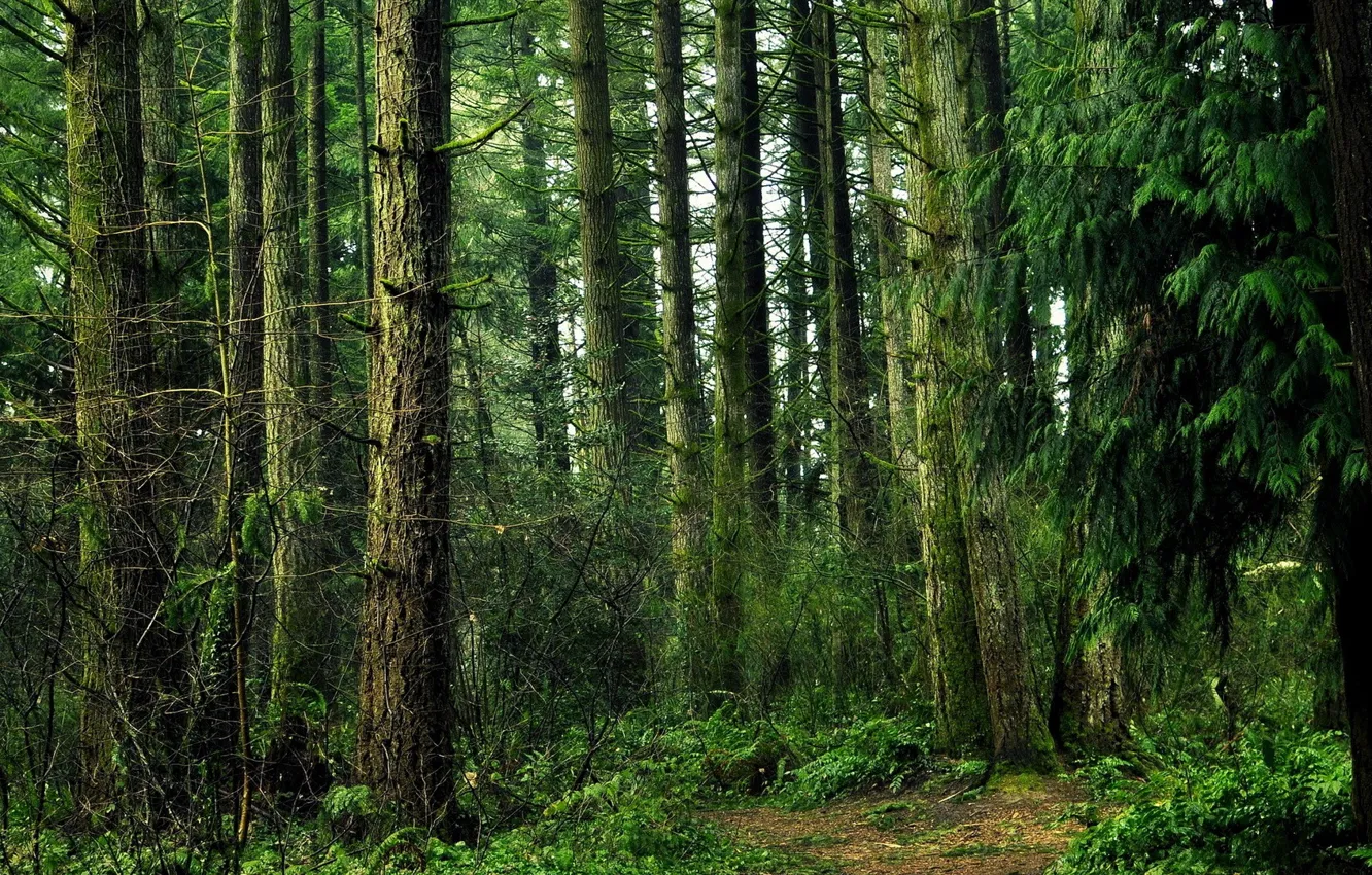 Фото обои лес, деревья, природа, тропинка
