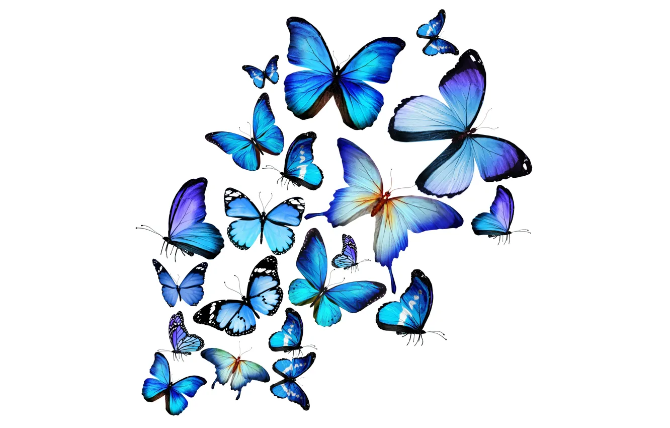 Фото обои бабочки, синие, blue butterfly