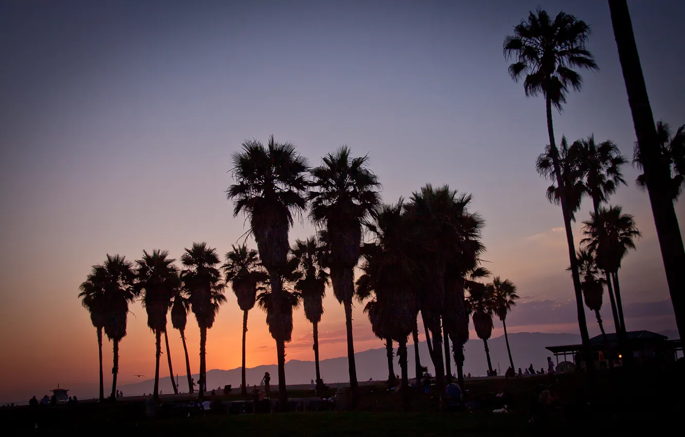 Фото обои summer, california, sunset, usa, los angeles, palm, vennice beach