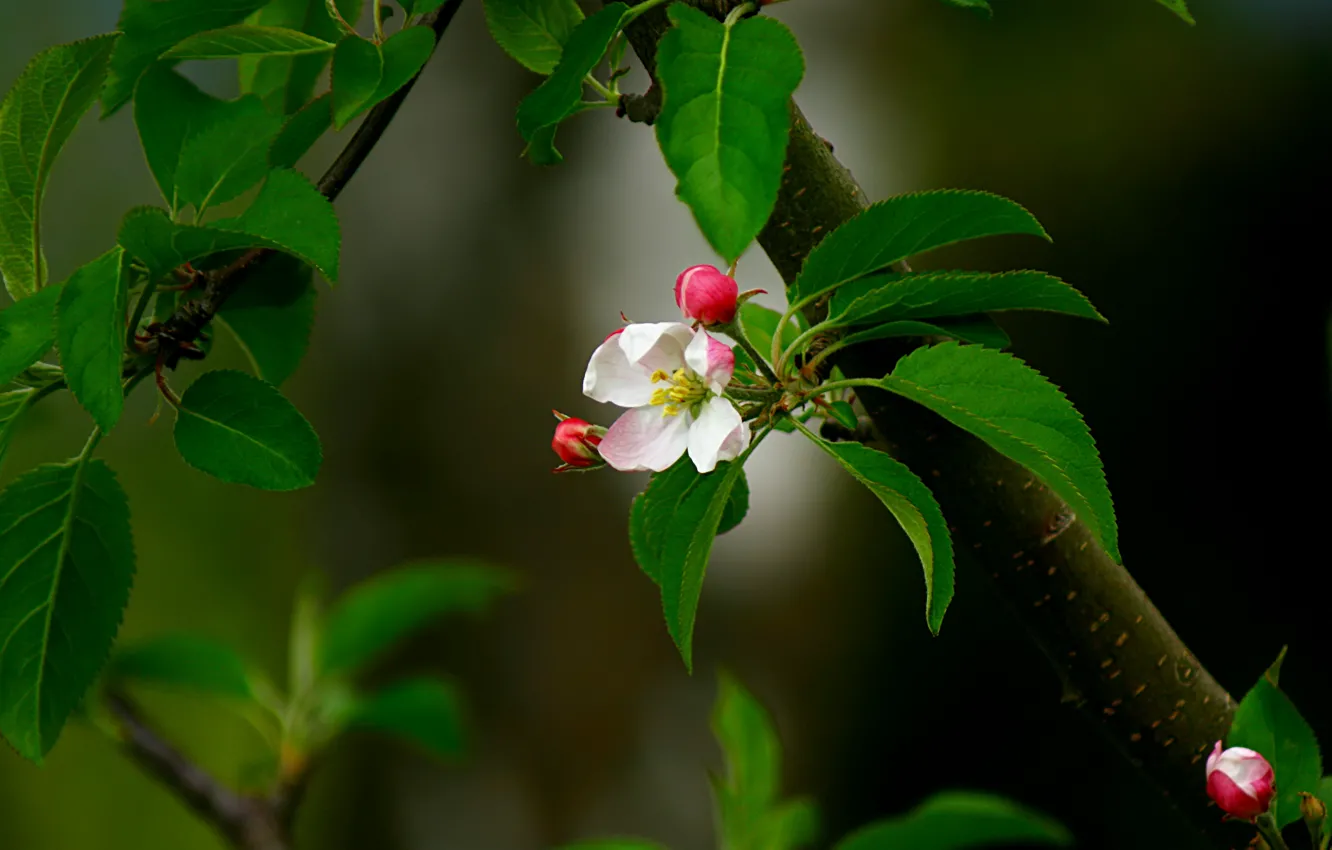 Фото обои цветок, листья, розовый, ветка, весна, бутон, яблоня