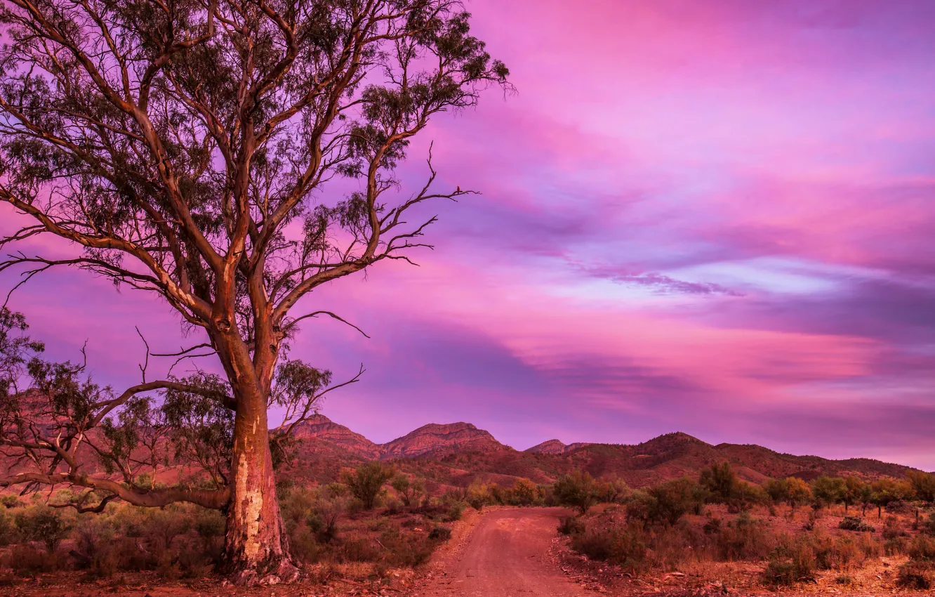 Фото обои дорога, горы, природа, дерево, Австралия