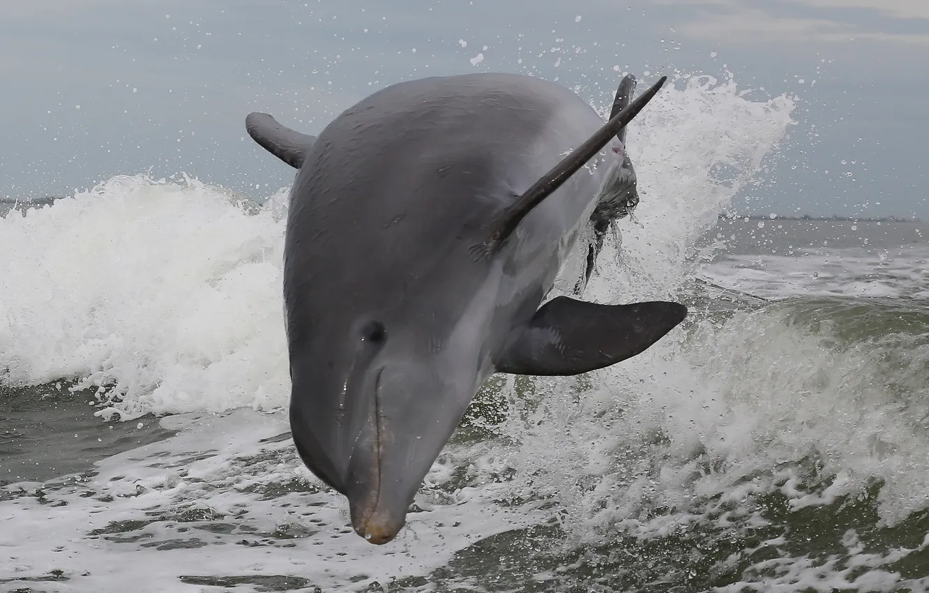 Фото обои море, брызги, природа, Atlantic Bottlenose Dolphin