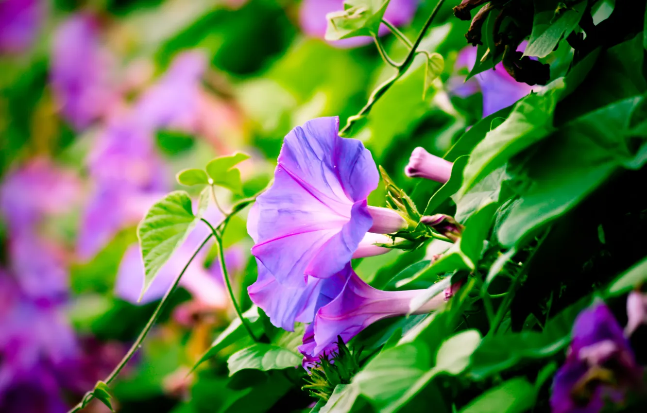 Фото обои зелень, цветы, фиолет