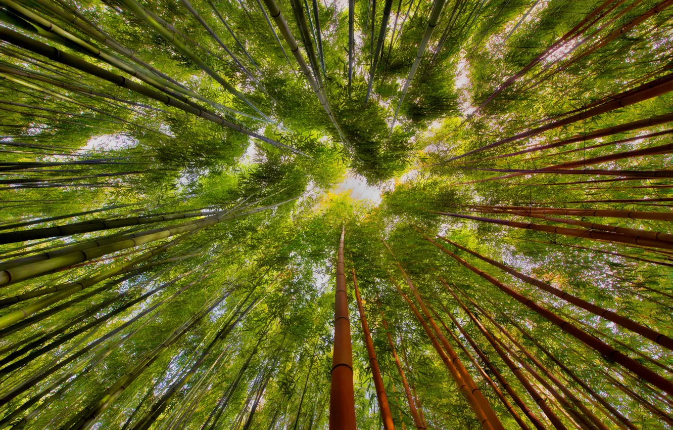 Фото обои лес, бамбук, бамбуковый лес