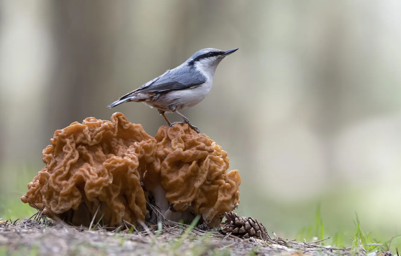 Фото обои grey, bird, mushroom
