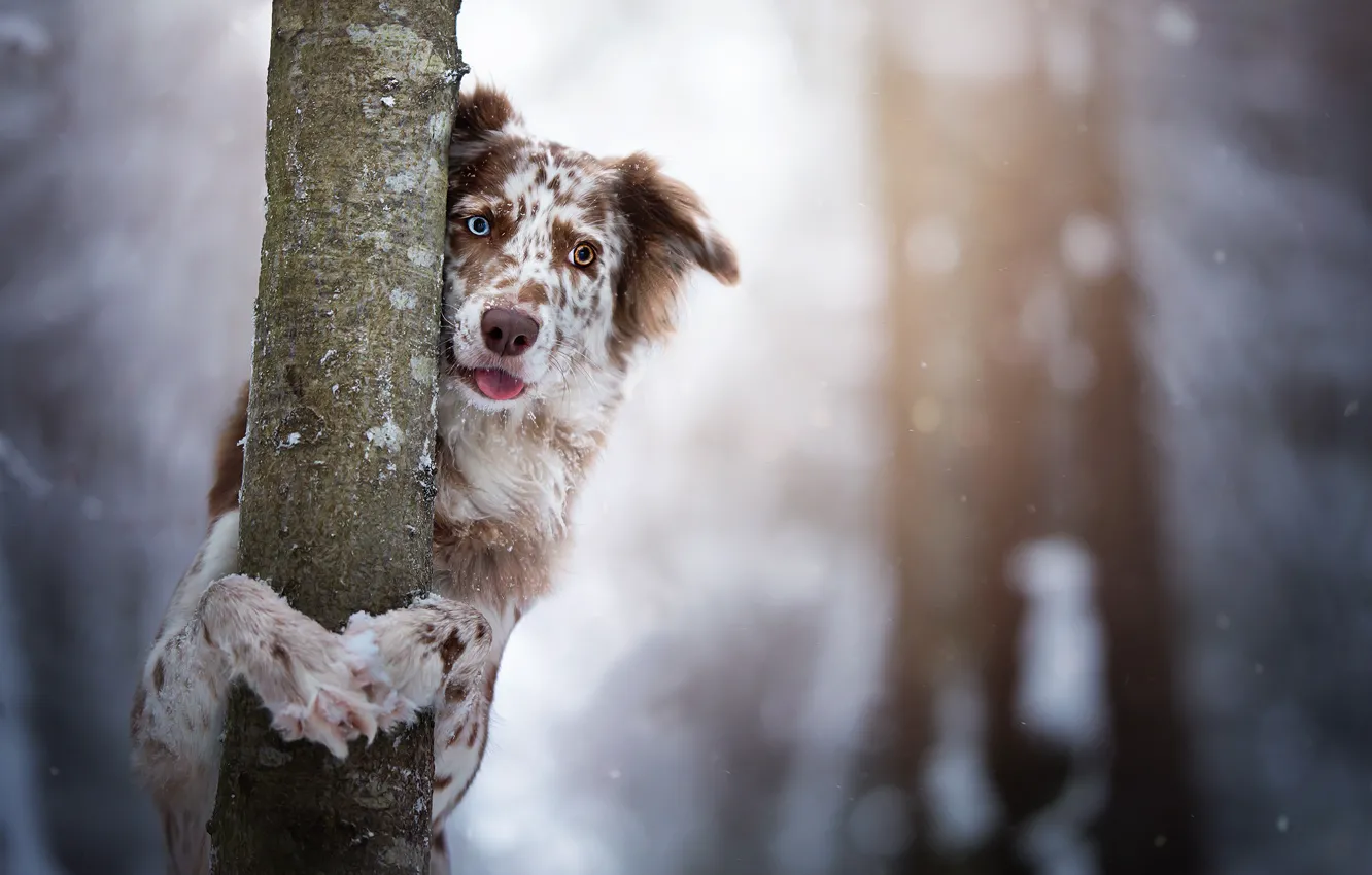 Фото обои взгляд, дерево, собака, ствол, боке, Бордер-колли