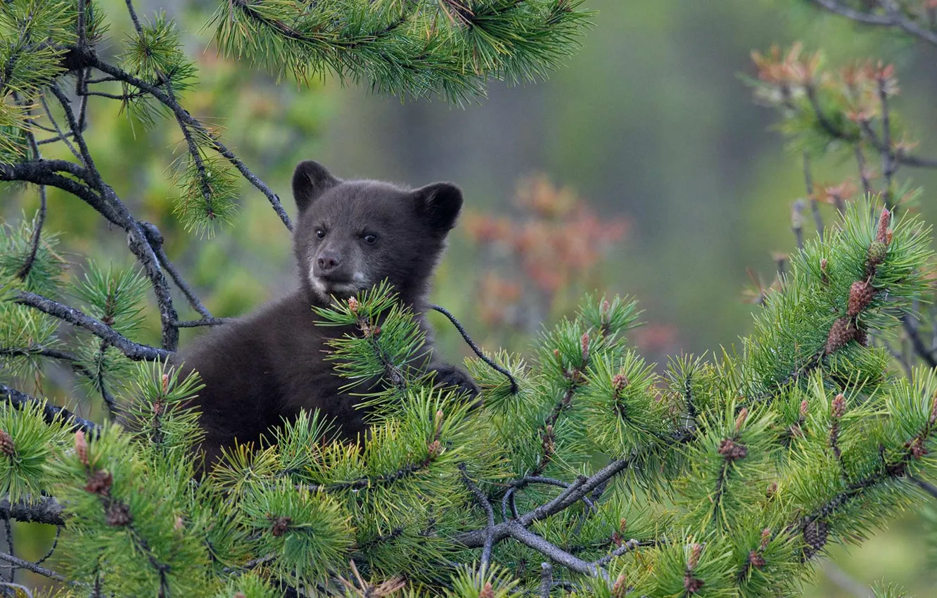 Фото обои медвежонок, сосна, барибал, чёрный медведь