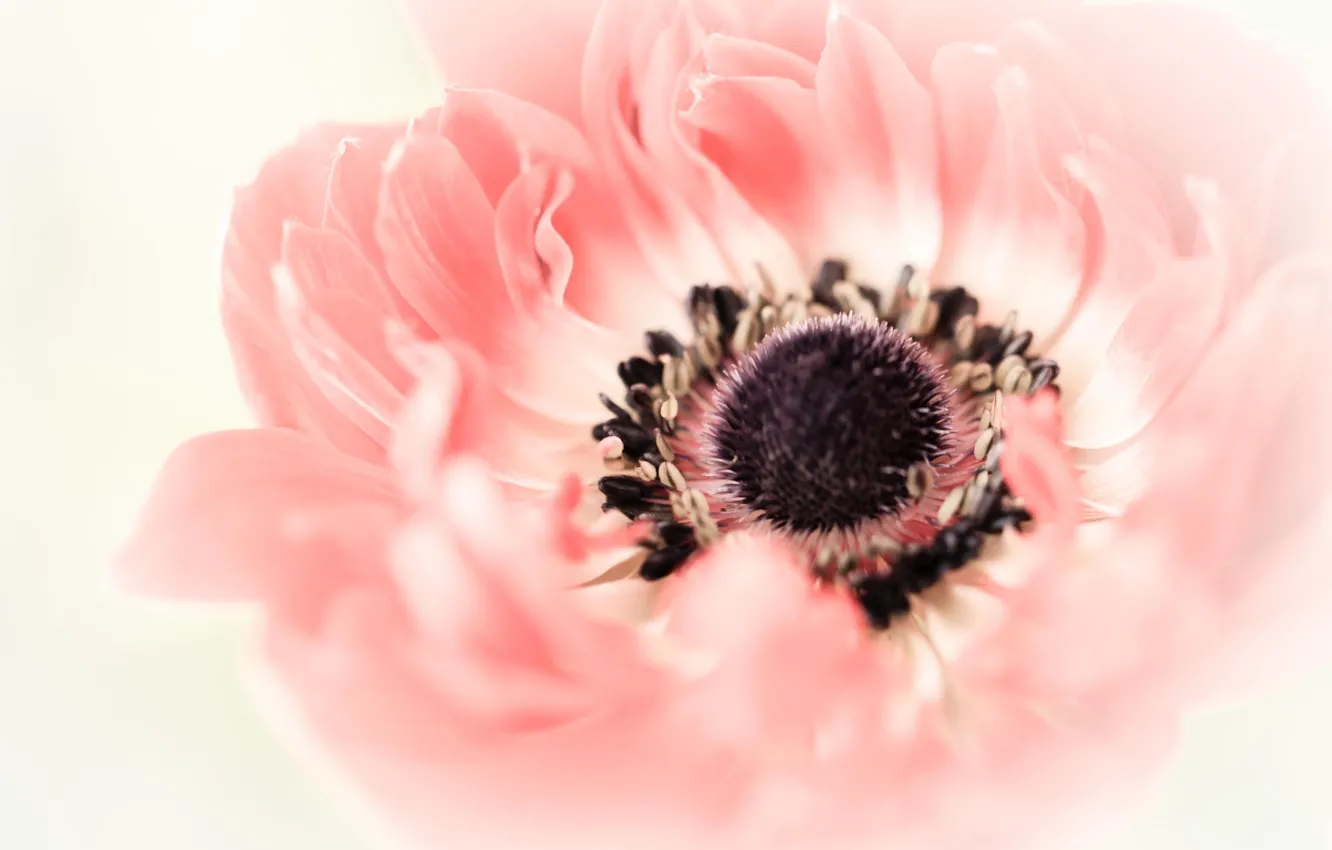 Фото обои цветок, макро, розовый, мак, декоративный