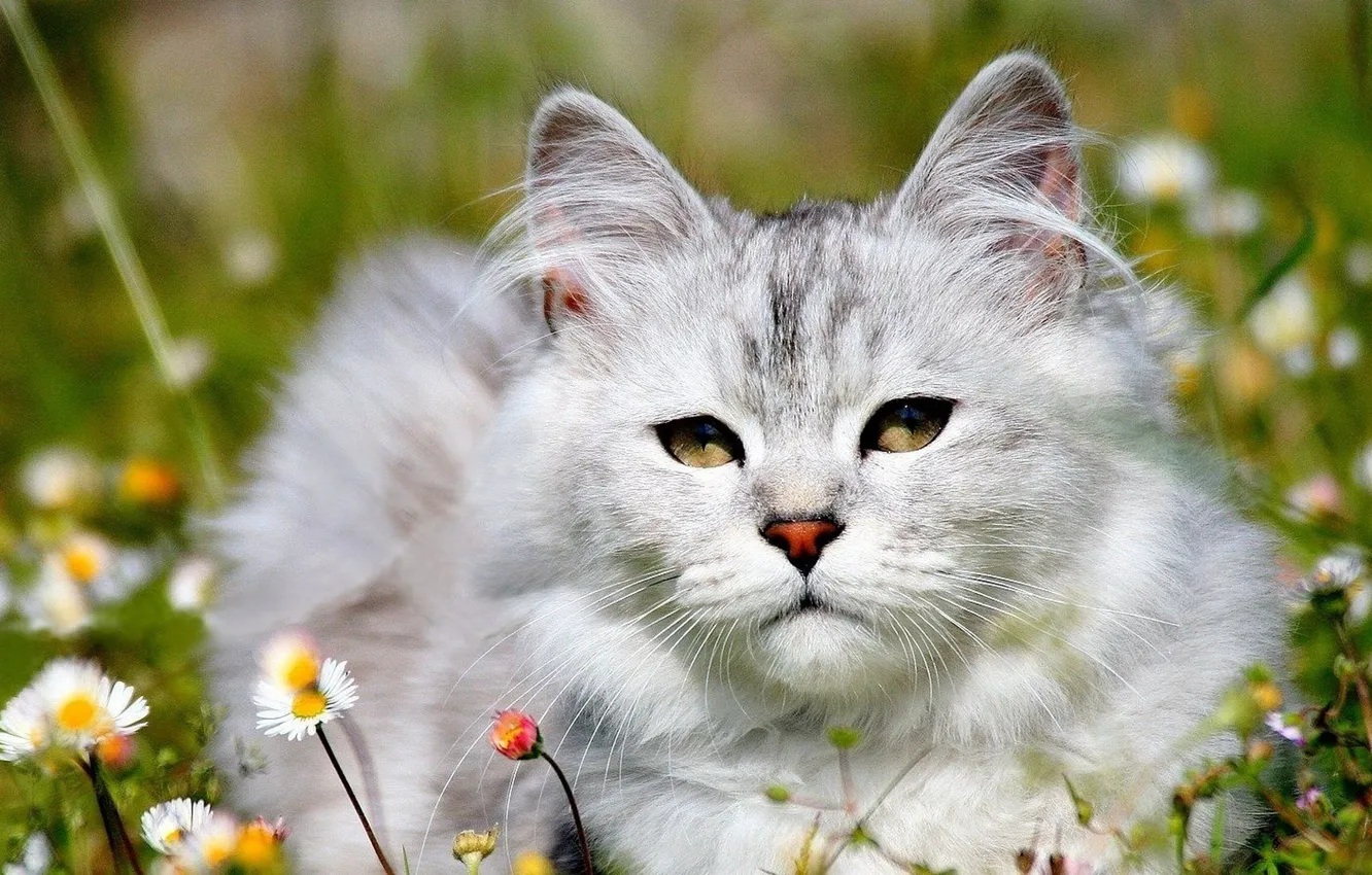 Фото обои белый, трава, кот, ромашки