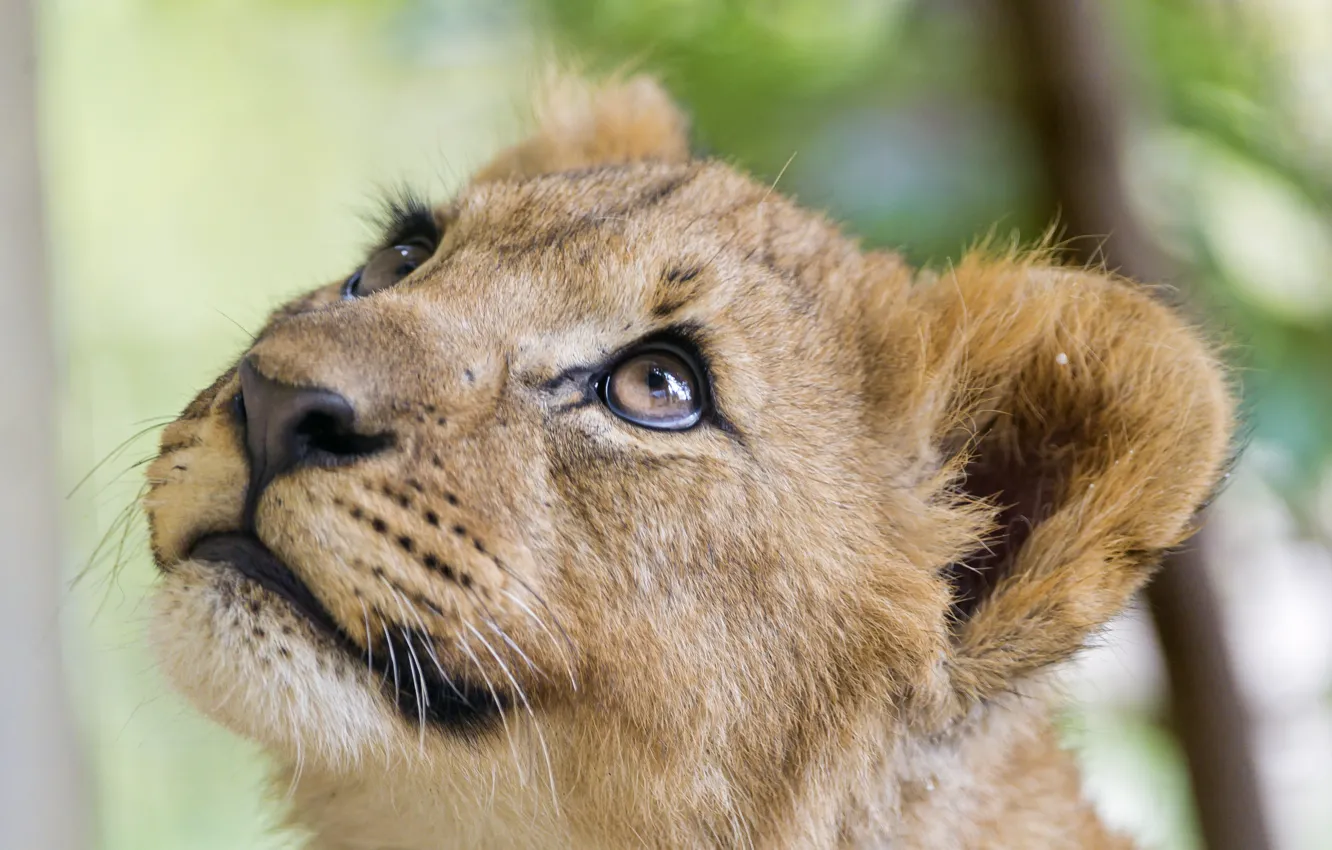 Фото обои взгляд, морда, детёныш, котёнок, львёнок, ©Tambako The Jaguar
