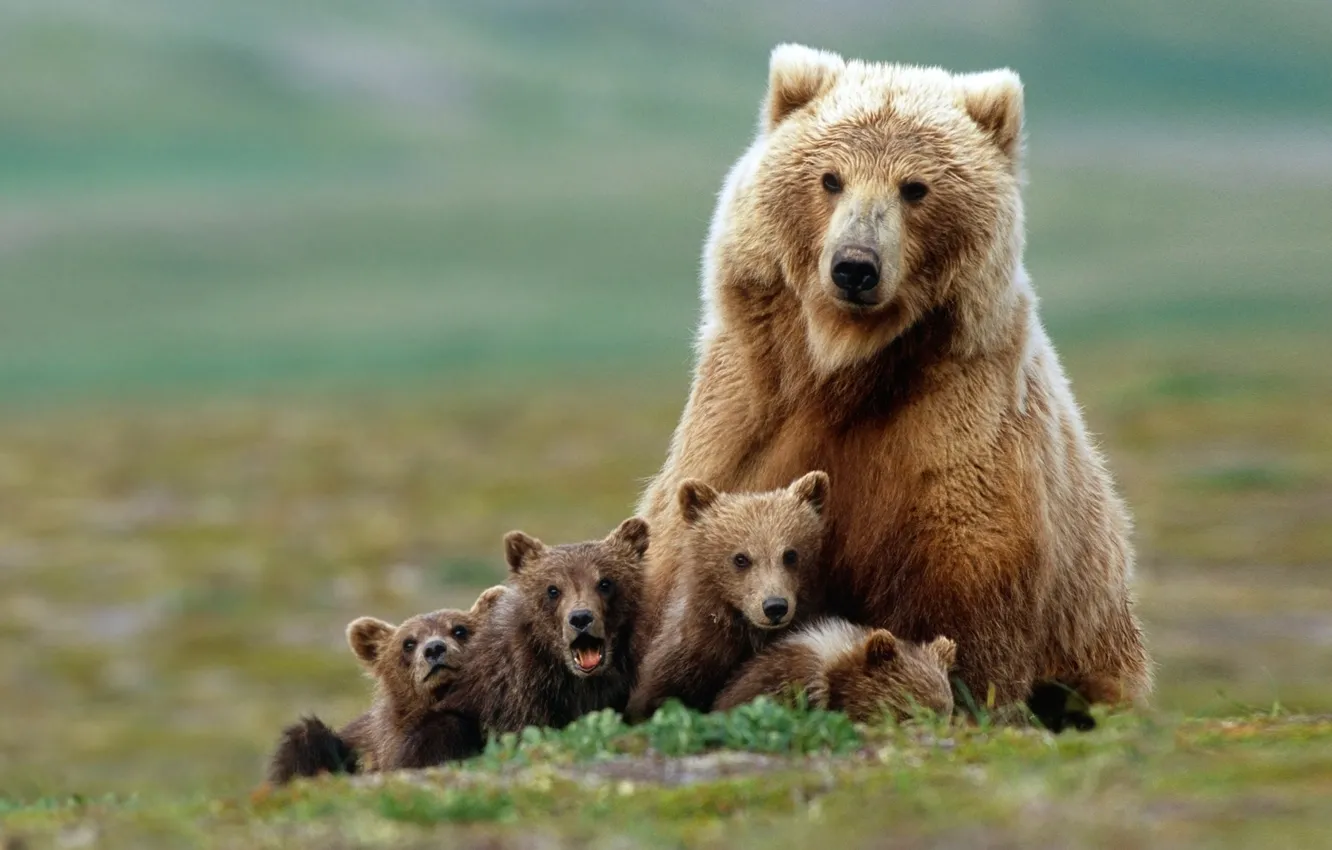 Фото обои семья, медведи, медвежата, гризли, медведица